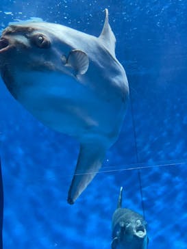 アクアワールド茨城県大洗水族館に投稿された画像（2025/8/14）