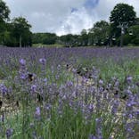 たんばらラベンダーパークに投稿された画像（2025/8/14）