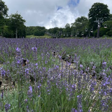 たんばらラベンダーパークに投稿された画像（2025/8/14）