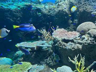 アクアワールド茨城県大洗水族館に投稿された画像（2025/8/14）