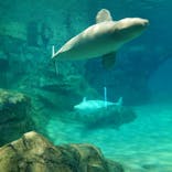 名古屋港水族館に投稿された画像（2025/8/14）