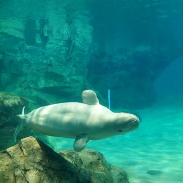 名古屋港水族館に投稿された画像（2025/8/14）