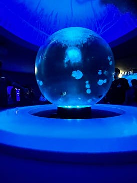 新江ノ島水族館に投稿された画像（2025/8/14）