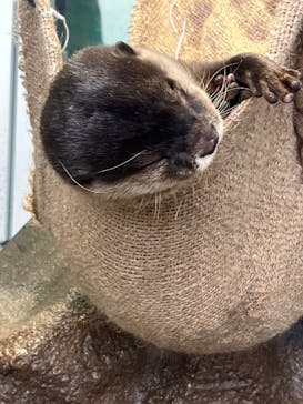 新江ノ島水族館に投稿された画像（2025/8/14）