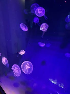 島根県立 しまね海洋館に投稿された画像（2025/8/14）