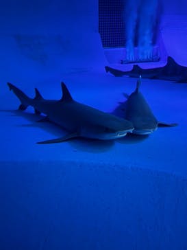 島根県立 しまね海洋館に投稿された画像（2025/8/14）