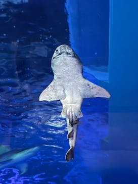 島根県立 しまね海洋館に投稿された画像（2025/8/14）