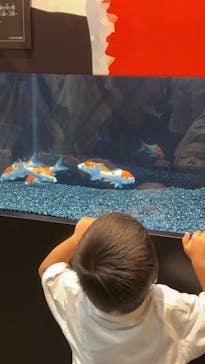 錦鯉・金魚アクアリウム in ときメッセに投稿された画像（2025/8/14）