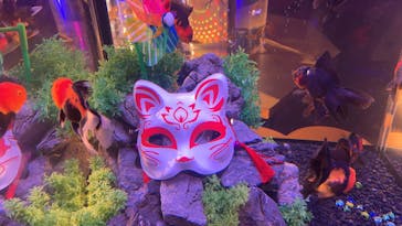 錦鯉・金魚アクアリウム in ときメッセに投稿された画像（2025/8/14）