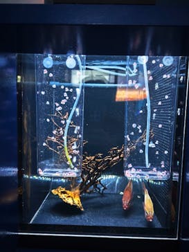 幼魚水族館に投稿された画像（2025/8/14）