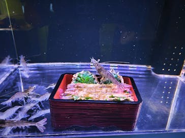 幼魚水族館に投稿された画像（2025/8/14）