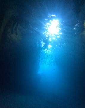 武藤潜水に投稿された画像（2025/8/14）