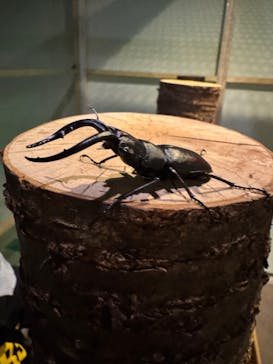 体感するファーブル昆虫展in横浜赤レンガ倉庫に投稿された画像（2025/8/14）