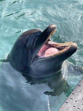 太地町立くじらの博物館に投稿された画像（2025/8/14）