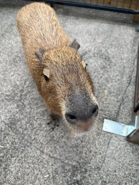 おさるランド＆アニタウン　日光さる軍団劇場に投稿された画像（2025/8/14）