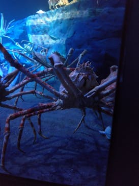 竹島水族館に投稿された画像（2025/8/14）