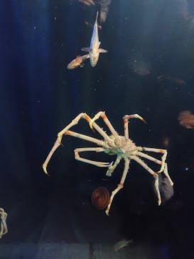 竹島水族館に投稿された画像（2025/8/14）