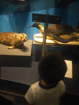 国立科学博物館に投稿された画像（2025/8/14）