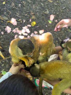 石垣やいま村に投稿された画像（2025/8/14）