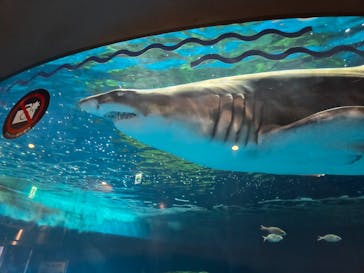 しながわ水族館に投稿された画像（2025/8/14）