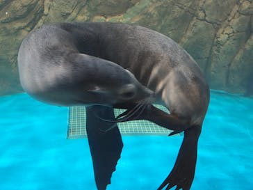 しながわ水族館に投稿された画像（2025/8/14）