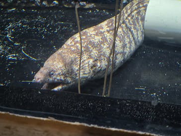 しながわ水族館に投稿された画像（2025/8/14）