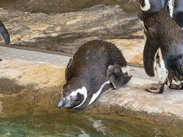 しながわ水族館に投稿された画像（2025/8/14）