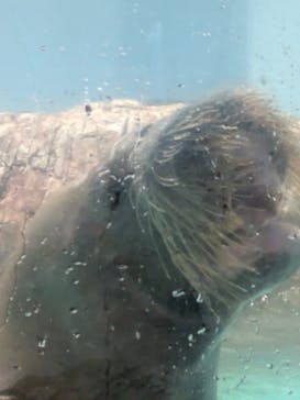 伊豆・三津シーパラダイスに投稿された画像（2025/8/14）