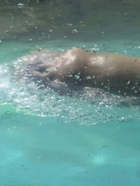 伊豆・三津シーパラダイスに投稿された画像（2025/8/14）