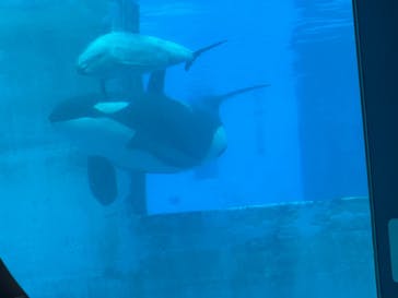 名古屋港水族館に投稿された画像（2025/8/14）