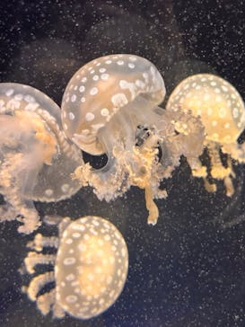 京都水族館に投稿された画像（2025/8/14）