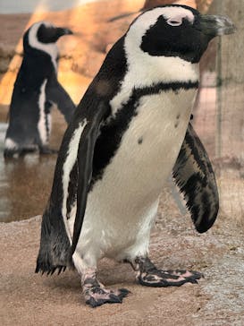 京都水族館に投稿された画像（2025/8/14）