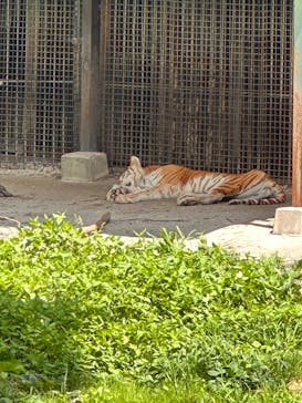 那須サファリパークに投稿された画像（2025/8/14）