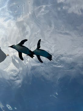 サンシャイン水族館に投稿された画像（2025/8/14）