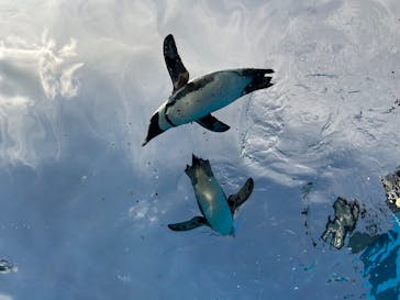 サンシャイン水族館に投稿された画像（2025/8/14）