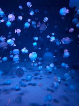 京都水族館に投稿された画像（2025/8/14）