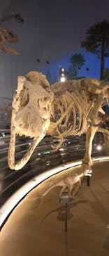 福井県立恐竜博物館に投稿された画像（2025/8/14）