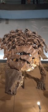 福井県立恐竜博物館に投稿された画像（2025/8/14）