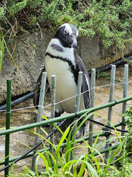 サンシャイン水族館に投稿された画像（2025/8/14）