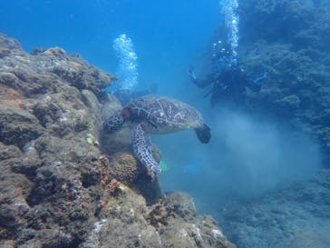 屋久島ダイビングステーション「まる」に投稿された画像（2025/8/14）