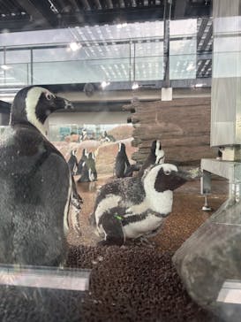 京都水族館に投稿された画像（2025/8/14）