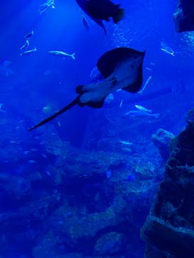 京都水族館に投稿された画像（2025/8/14）