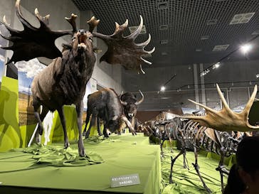 特別展「氷河期展 〜人類が見た4万年前の世界〜」（国立科学博物館）に投稿された画像（2025/8/14）