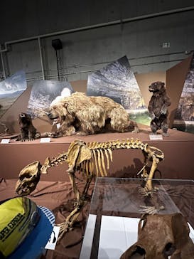 特別展「氷河期展 〜人類が見た4万年前の世界〜」（国立科学博物館）に投稿された画像（2025/8/14）