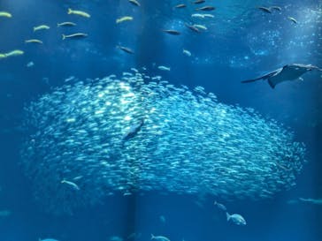 アクアワールド茨城県大洗水族館に投稿された画像（2025/8/14）