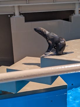 アクアワールド茨城県大洗水族館に投稿された画像（2025/8/14）