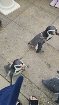 城崎マリンワールドに投稿された画像（2025/8/14）