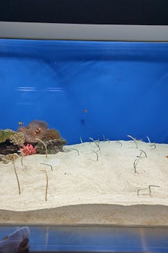 城崎マリンワールドに投稿された画像（2025/8/14）