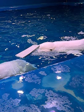 島根県立 しまね海洋館に投稿された画像（2025/8/14）