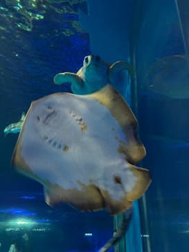 島根県立 しまね海洋館に投稿された画像（2025/8/14）